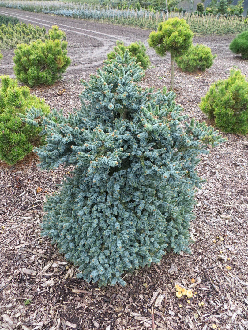 Abies pinsapo 