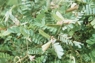 Abrus cantoniensis