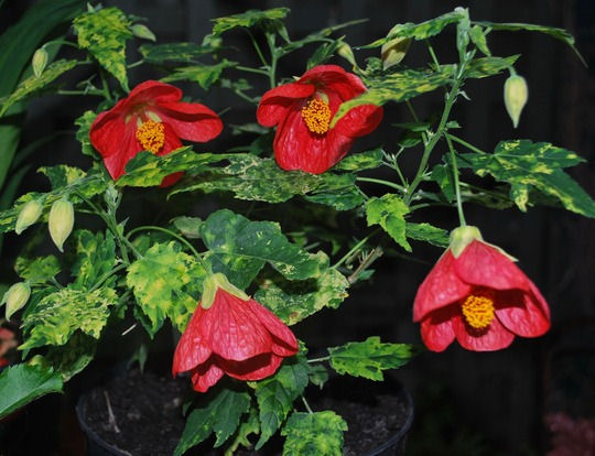 Abutilon 