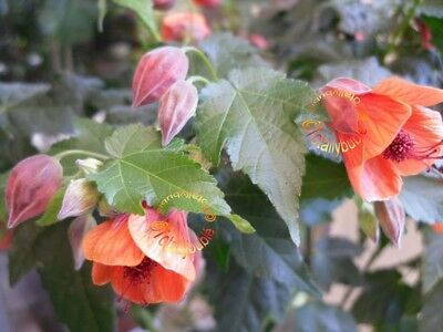 Abutilon 