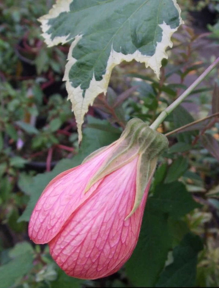 Abutilon 