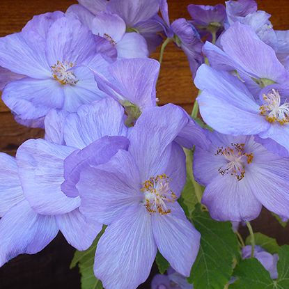 Abutilon vitifolium 