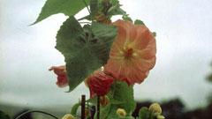 Abutilon x ochsenii